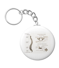 bones of the human body, Key chains