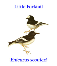 Little Forktail (Enicurus scouleri) from the tropical and subtropical moist lowland and montane forests of south and east Asia.