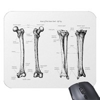 Bones of the human lower limbs