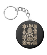 Keychains with microsopic creature designs, based on the drawings of Ernst Haeckel