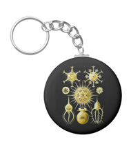 Keychains with microsopic creature designs, based on the drawings of Ernst Haeckel