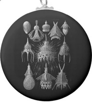 Keychains with microsopic creature designs, based on the drawings of Ernst Haeckel