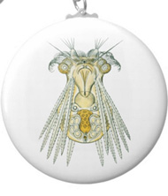 Keychains with microsopic creature designs, based on the drawings of Ernst Haeckel