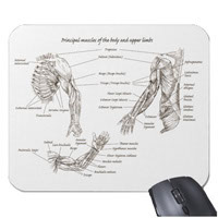 Bones of the human lower limb, mouse mats