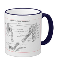 Bones of the human lower limb, mugs