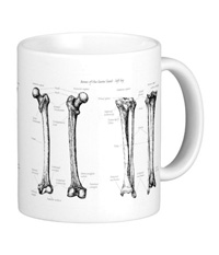 Bones of the human lower limb, mugs