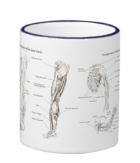 Bones of the human lower limb, mugs