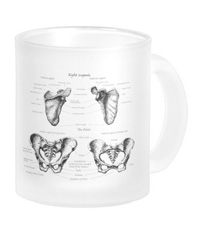 bones of the human body, mugs