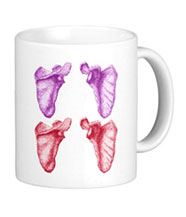 bones of the human body, mugs