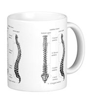 bones of the human body, mugs