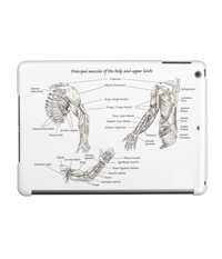 Bones of the human lower limb, covers