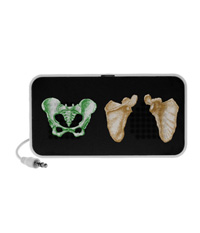 bones of the human body, cases and covers