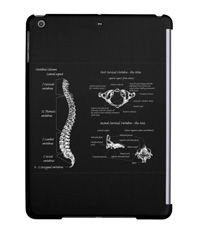 bones of the human body, cases and covers