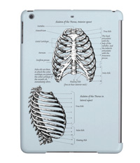 bones of the human body, cases and covers