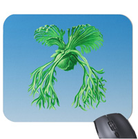 Staghorn fern
