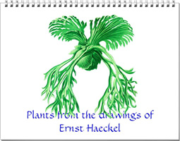 Calendar from the plants drawings of Ernst Haeckel