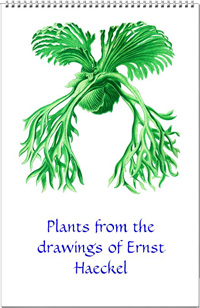 Calendar from the plants drawings of Ernst Haeckel