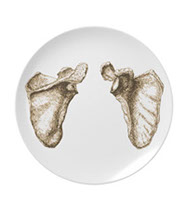 bones of the human body, plates