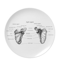 bones of the human body, plates