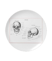 Details of the human skull singularly and in groups, in various colors and arrangements. Melamine plates