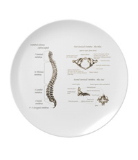 bones of the human body, plates