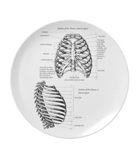 bones of the human body, plates