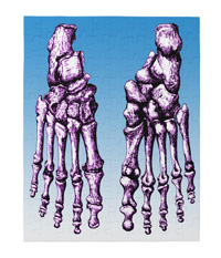 Jigsaw puzzles of the bones of the human foot