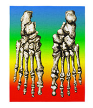 Jigsaw puzzles of the bones of the human foot