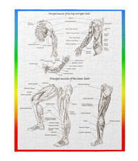 Bones of the human lower limb, jigsaw puzzles