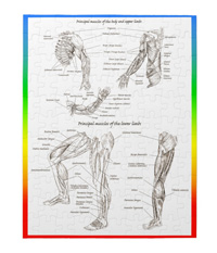 Bones of the human lower limb, jigsaw puzzles