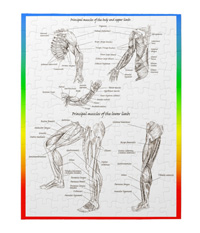 Bones of the human lower limb, jigsaw puzzles