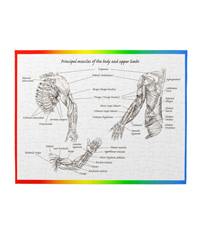 Bones of the human lower limb, jigsaw puzzles