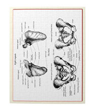 bones of the human body, jigsaw puzzles