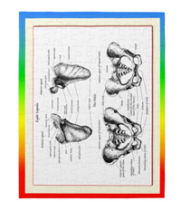 bones of the human body, jigsaw puzzles