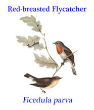 Red-breasted Flycatcher (Ficedula parva) from eastern Europe to central Asia, but wintering in south Asia.