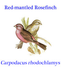 Red-mantled Rosefinch (Carpodacus rhodochlamys) from the temperate forests and boreal shrubland from debtral Asia.