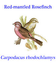 Red-mantled Rosefinch (Carpodacus rhodochlamys) from the temperate forests and boreal shrubland from debtral Asia.
