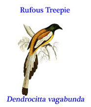 Rufous Treepie (Dendrocitta vagabunda), from the open forests, and gardens of India up to the Himalayas and into Myanmar, Laos and Thailand. 
