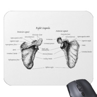 Bones of the human scapula