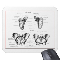 Bones of the human scapula and pelvis