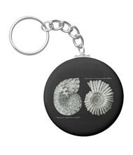 Keychains with shell designs, based on the drawings of Ernst Haeckel