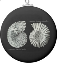 Keychains with shell designs, based on the drawings of Ernst Haeckel