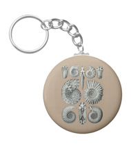 Keychains with shell designs, based on the drawings of Ernst Haeckel