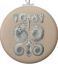 Keychains with shell designs, based on the drawings of Ernst Haeckel