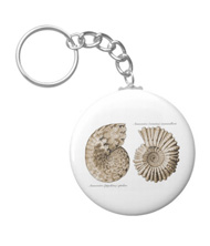 Keychains with shell designs, based on the drawings of Ernst Haeckel