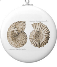 Keychains with shell designs, based on the drawings of Ernst Haeckel