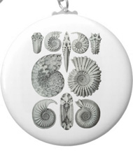 Keychains with shell designs, based on the drawings of Ernst Haeckel