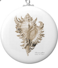 Keychains with shell designs, based on the drawings of Ernst Haeckel