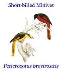 Short-billed Minivet (Pericrocotus brevirostris), from the tropical or subtropical moist lowland and montane forests of southeast Asia. 