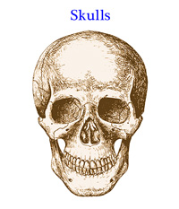 Human Skulls